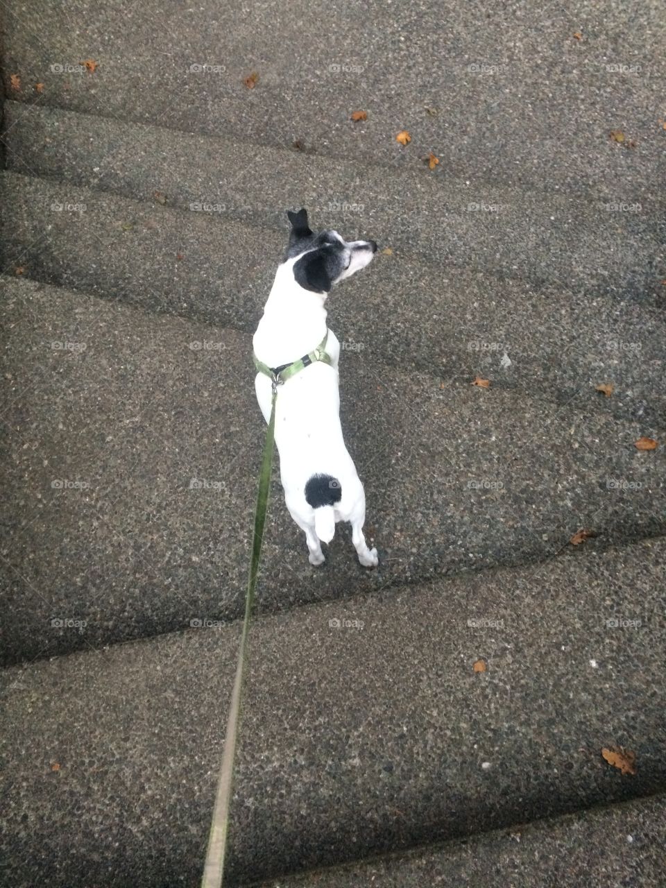 Dog walking down the stairs 