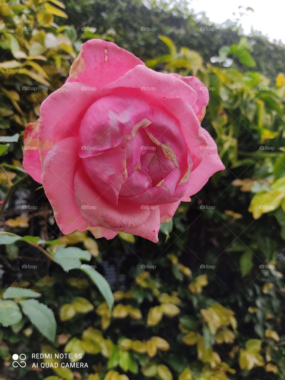 Flower - Mobile photography