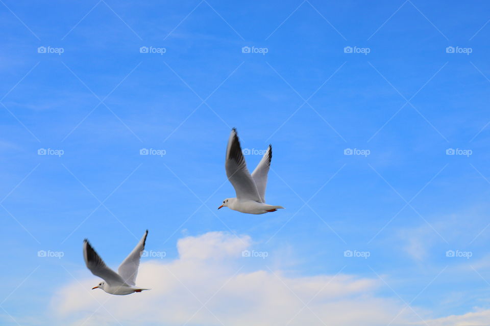 Seagulls, Bird, No Person, Flight, Sky