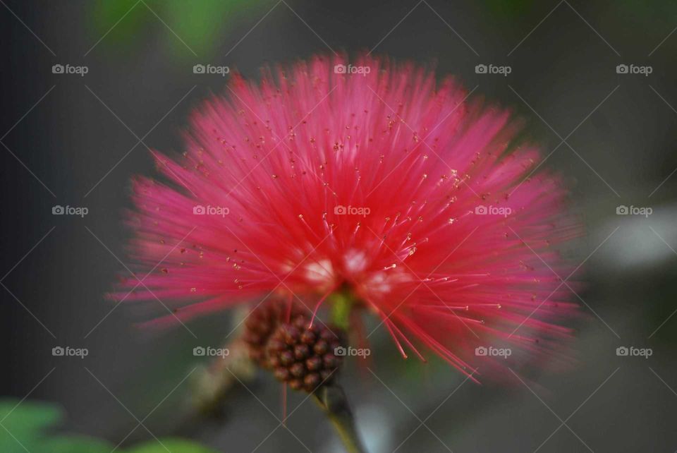 a special red flower in the garden