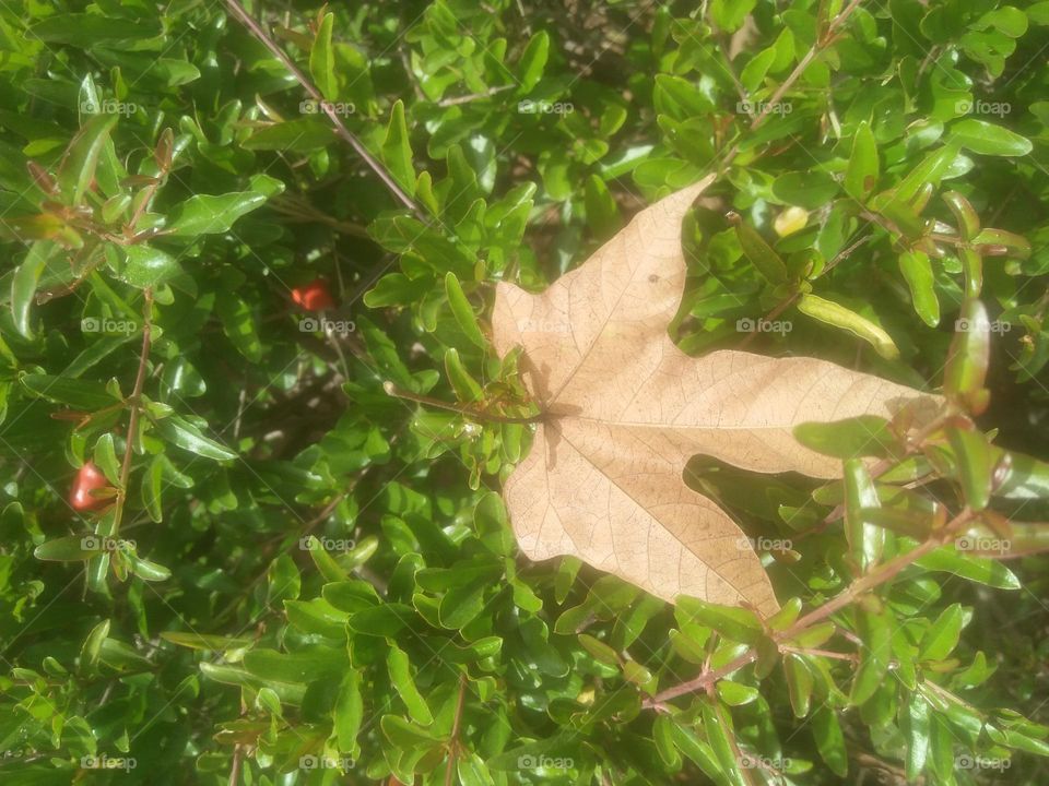 Dead leaf of on green grass.