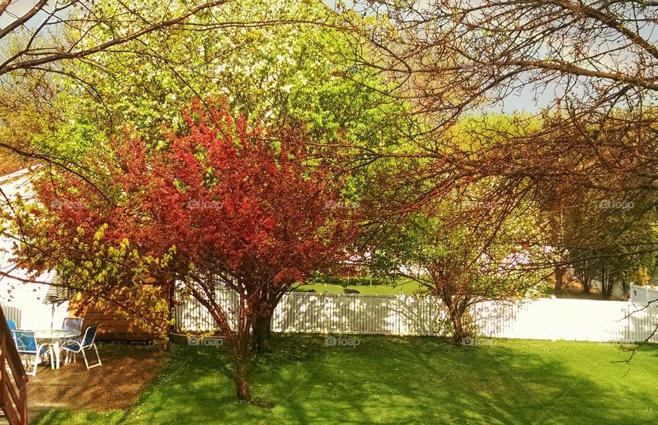 Spring in Minnesota. sunlight drenched trees about to blossom after a spring storm