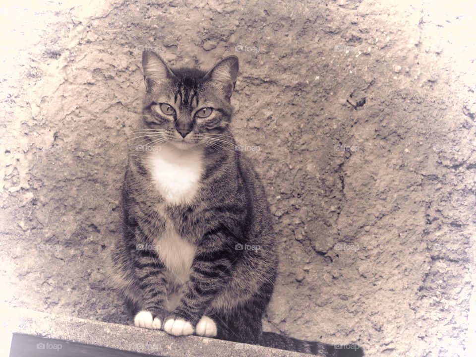 Cat model