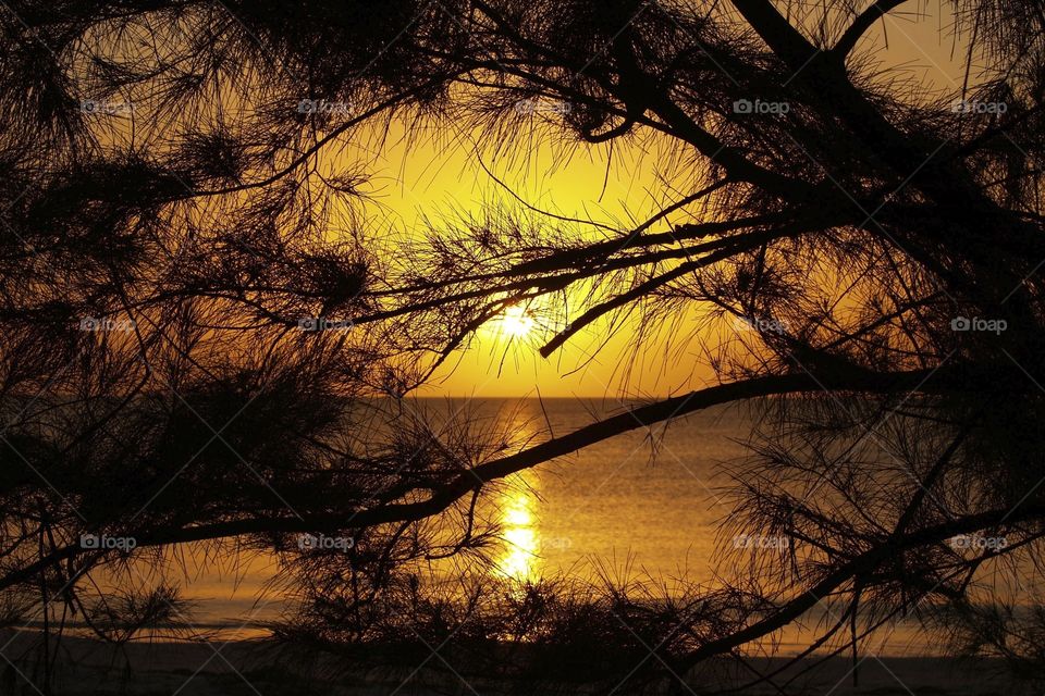 Silhouette of tree against island