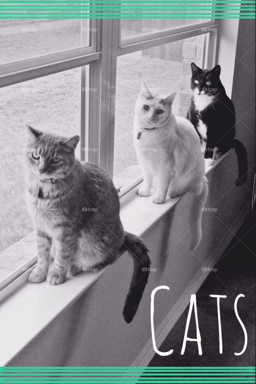 Three little kitties