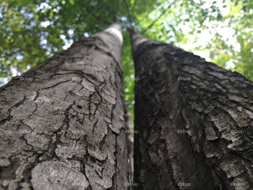 Majestic Trees