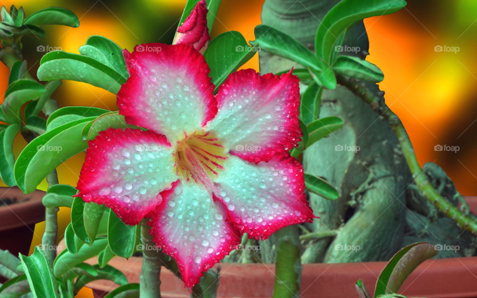 colour full with flower