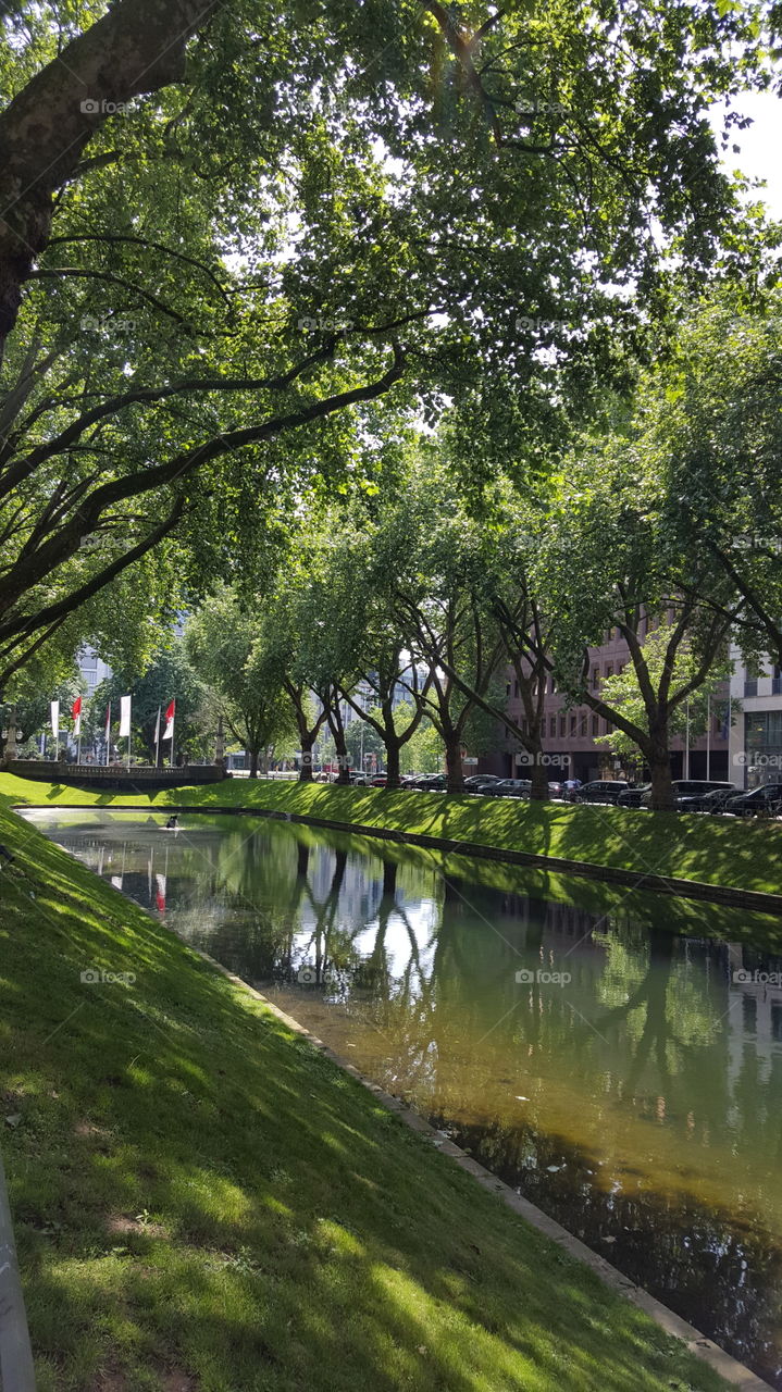 Park green trees city water