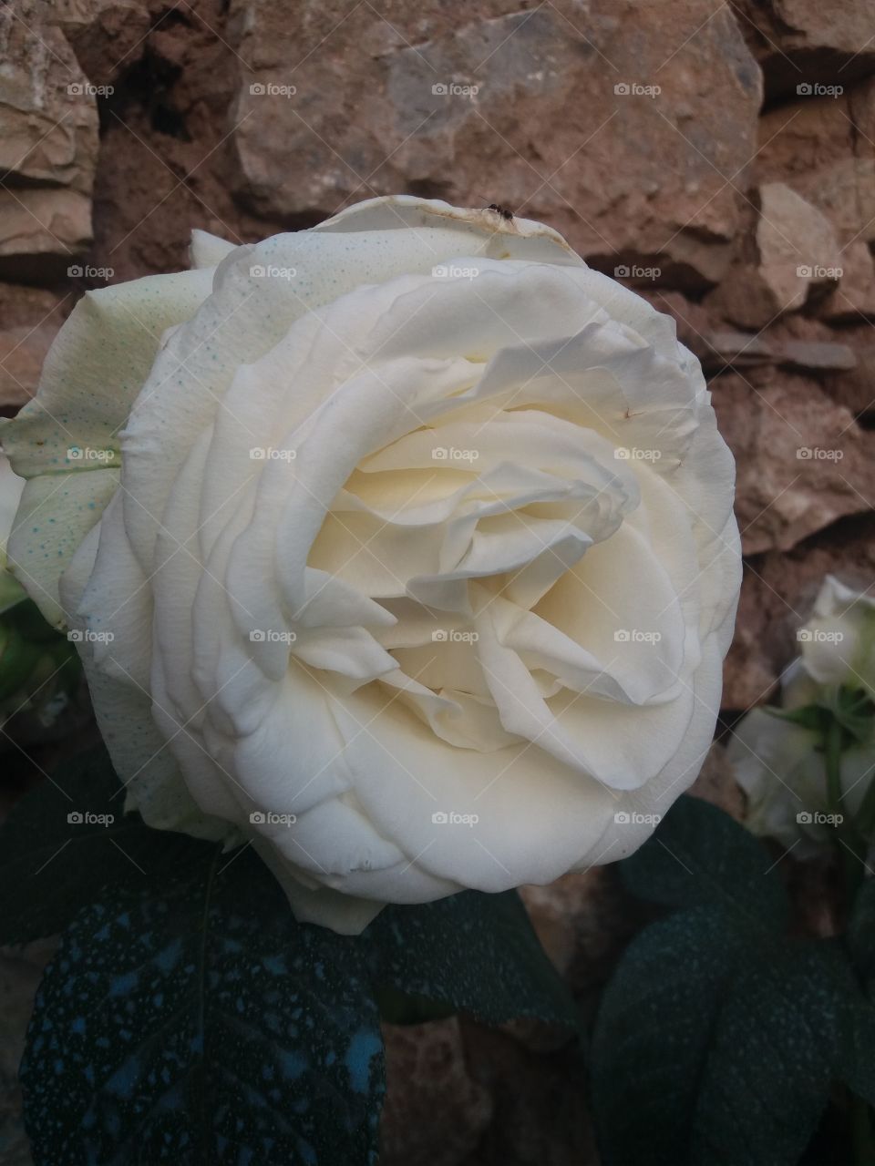 white rose