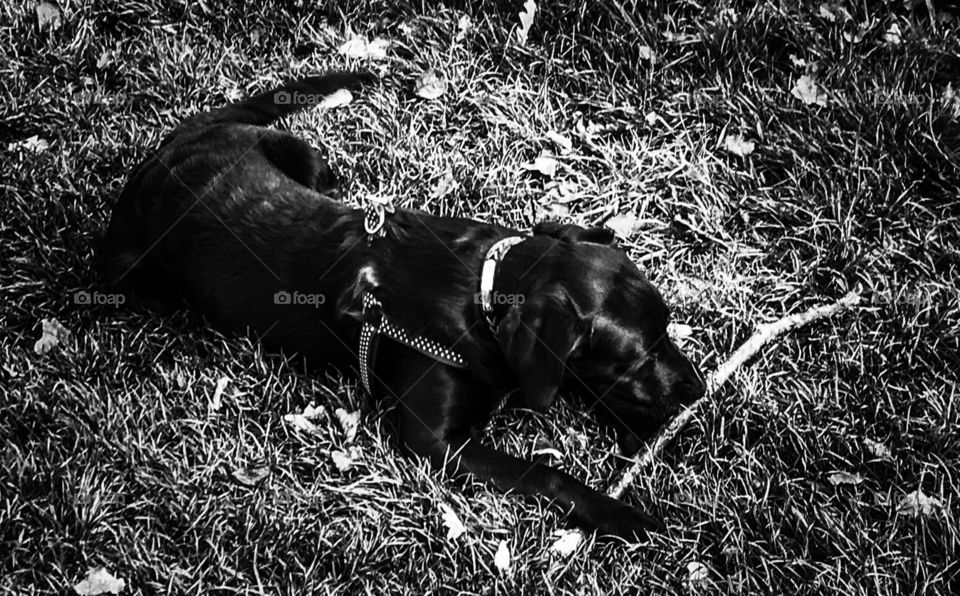 Cute Labrador puppy with stick black and white