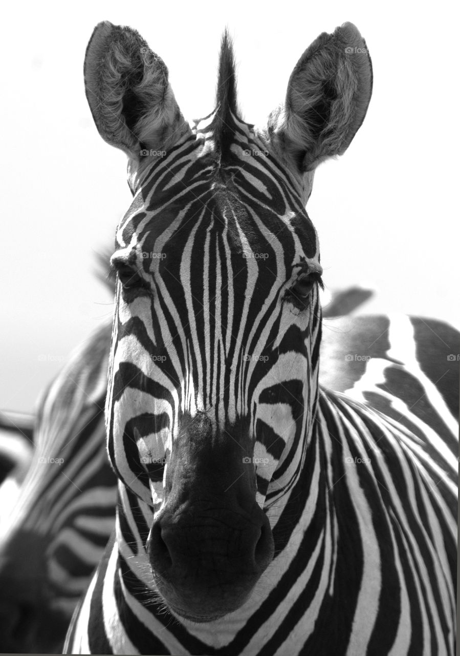 Zebra in Serengetti national park in Tanzania.