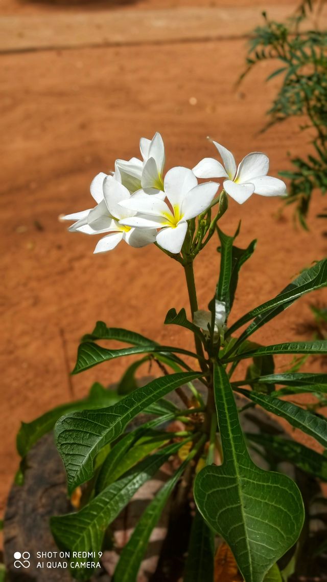 white flower small tree