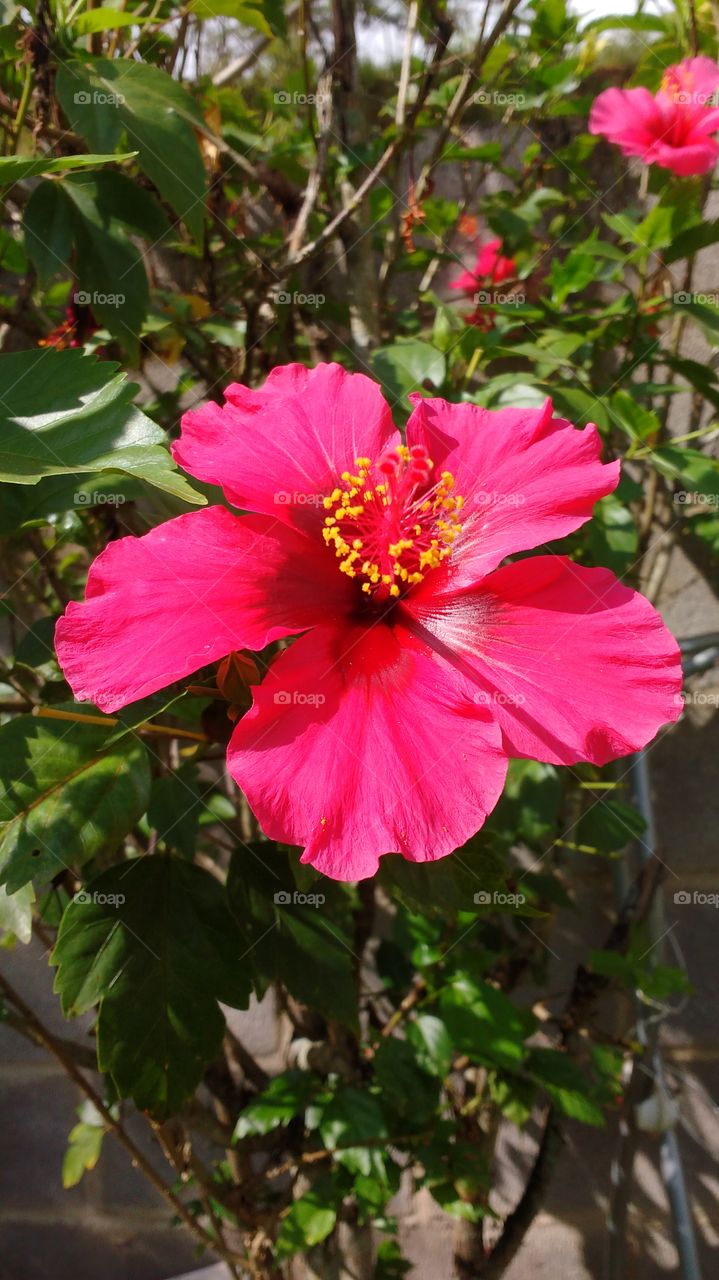 hibisco
