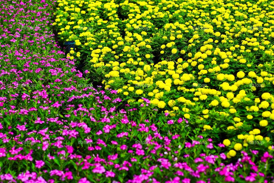 Pink and yellow flowers next to each other with a blend of green leaves - Stock Photo.