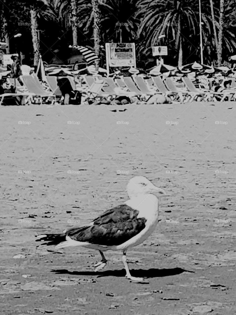 Confident seagull walking happily so near me!