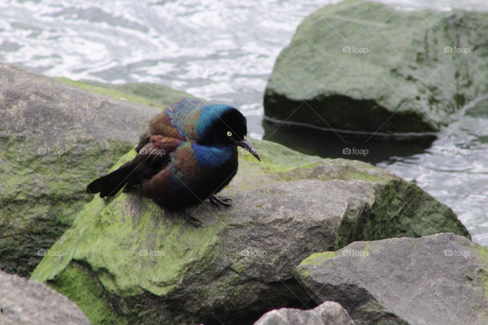 Common grackle (male) with colorful ruffled feathers perched on rocks at river’s edge 