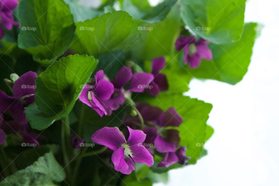 Backlit isolated view of purple violets 