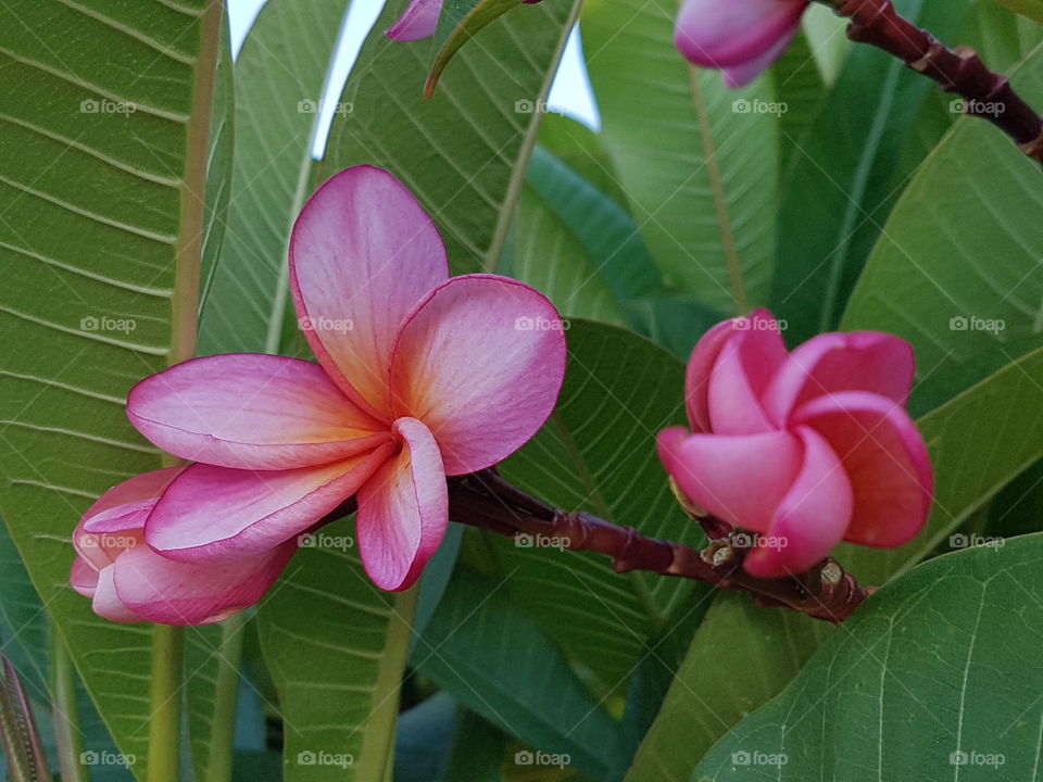 pink, frangipani