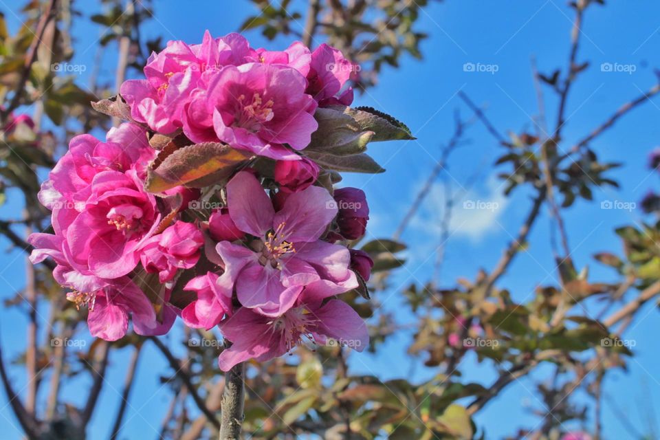 blooming fruit tree. bright pink flowers on a branch against the blue sky.