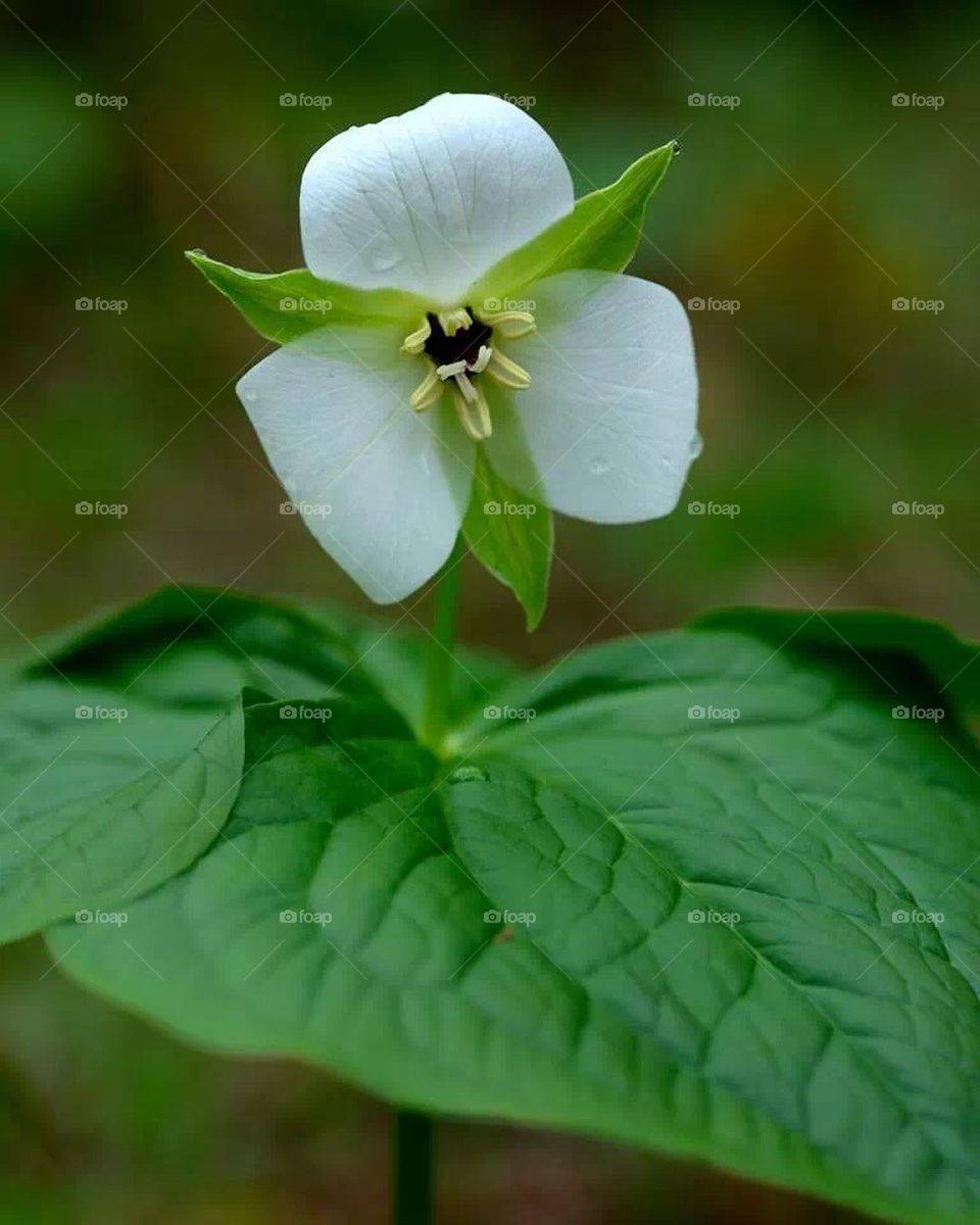 Trillium