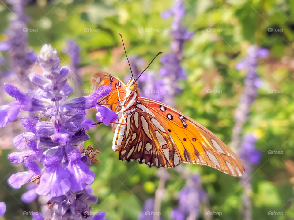 Close up of the beautiful and colorful Gulf Fritillary Butterfly on purple flowers.