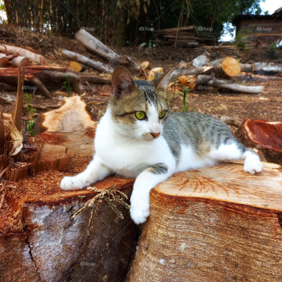 Beautiful cat sitting on a piece of wood