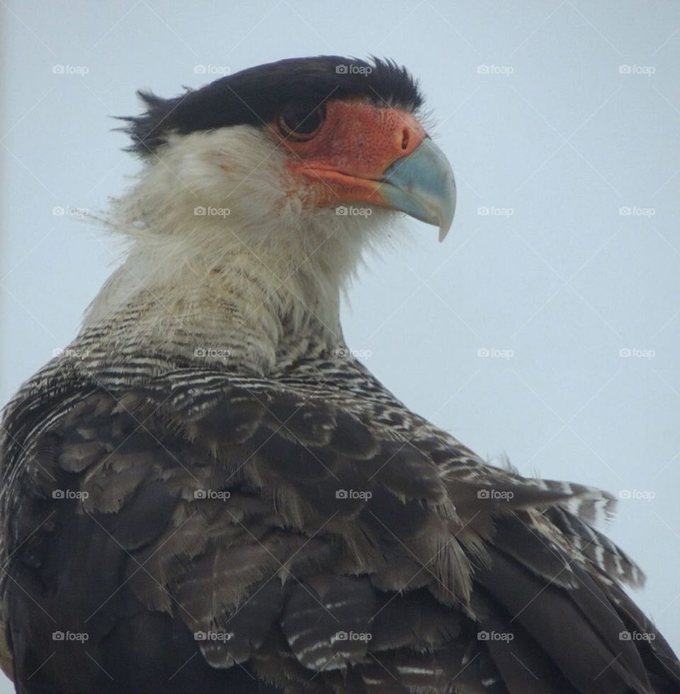 Details. Carcara, he landed for me.