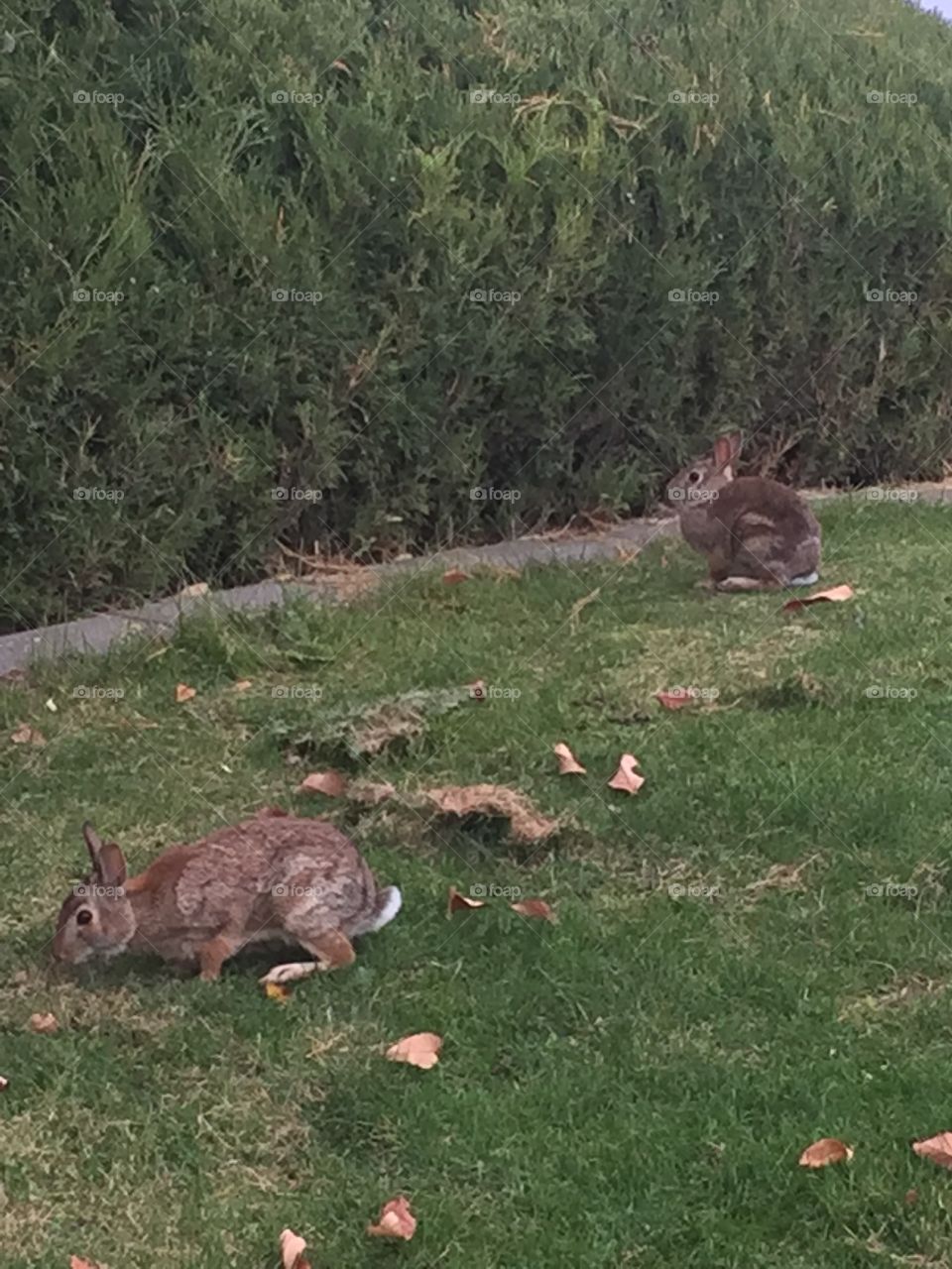 Bunnies in the grass. During a walk I spotted random bunny rabbits in the grass. 