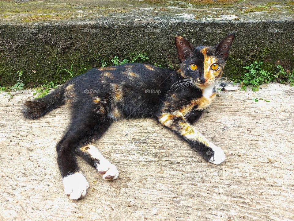 Cat with beautiful colors