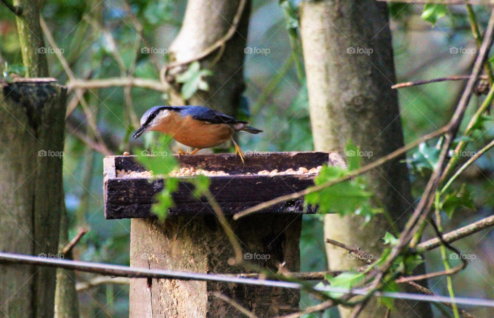 making the most of a feeder at the canalside