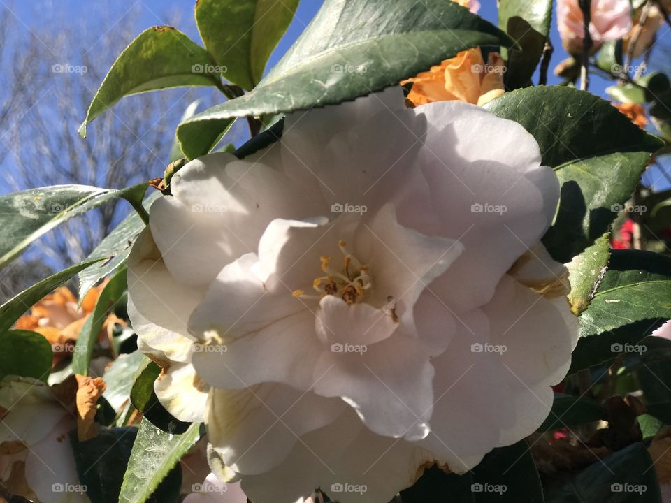 Fresh flowers at the garden 