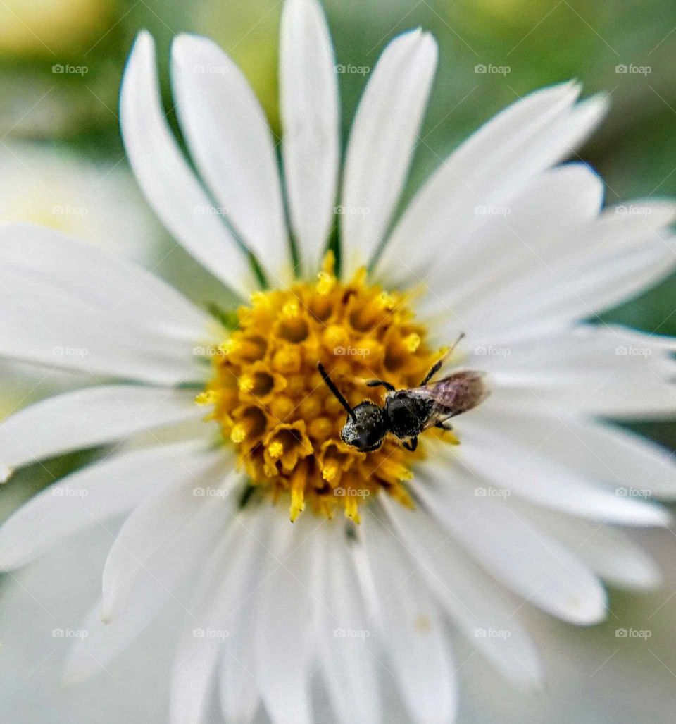 Nature, Flower, Bee, Flora, Pollen