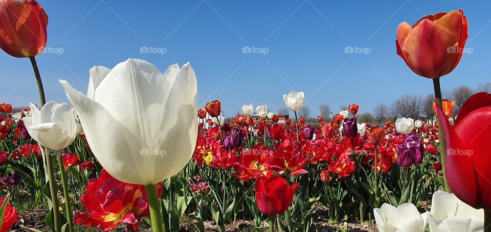 tulip field up close