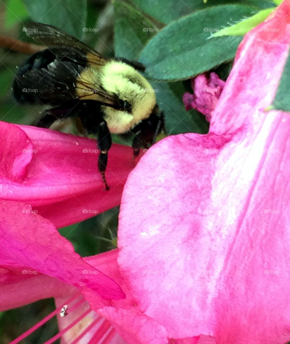 Bumblebee in action 
