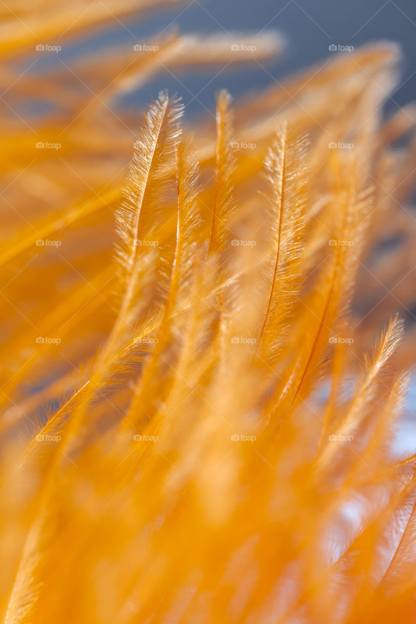 Close-up of orange feather