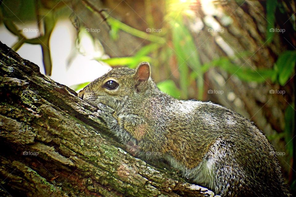 Squirrel resting. Squirrel resting