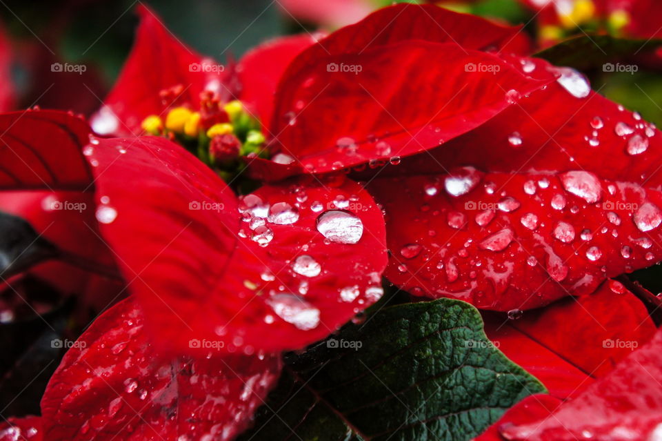 water drop on red flower after rain