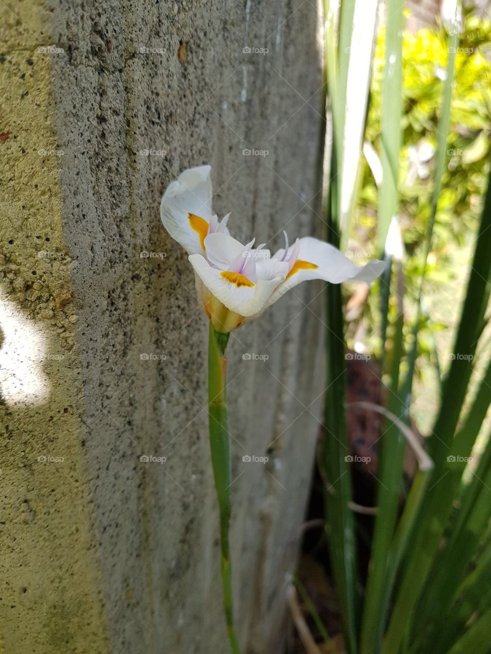 Linda flor blanca