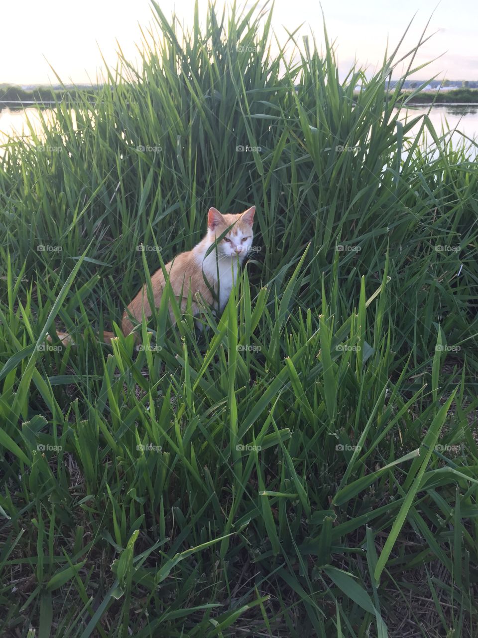 Kitty in the grass