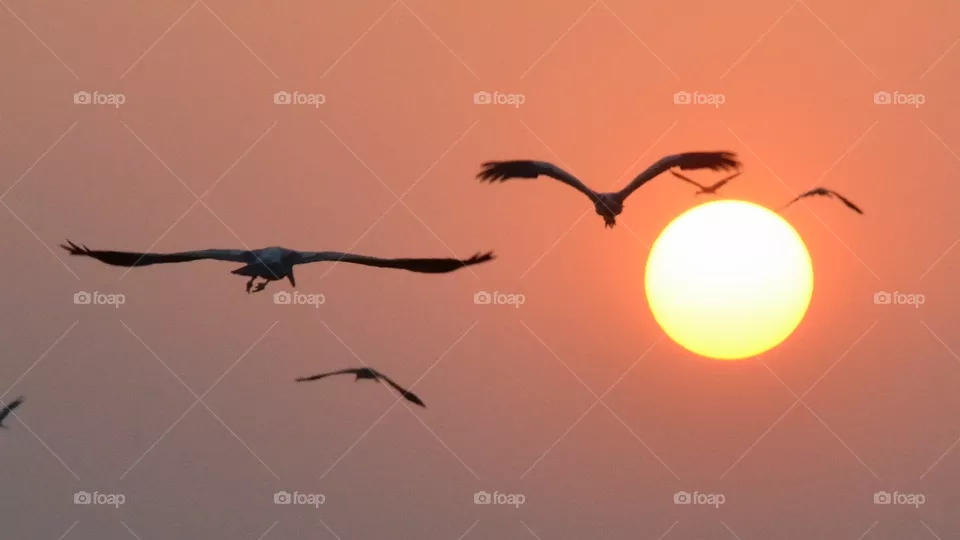 Sunset