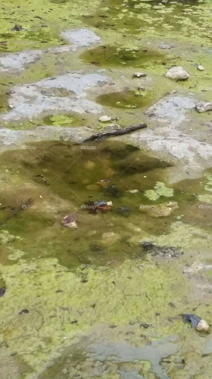 Dinosaur fossil footprints (Acrocanthosaurus and Sauroposeidon dinosaurs)