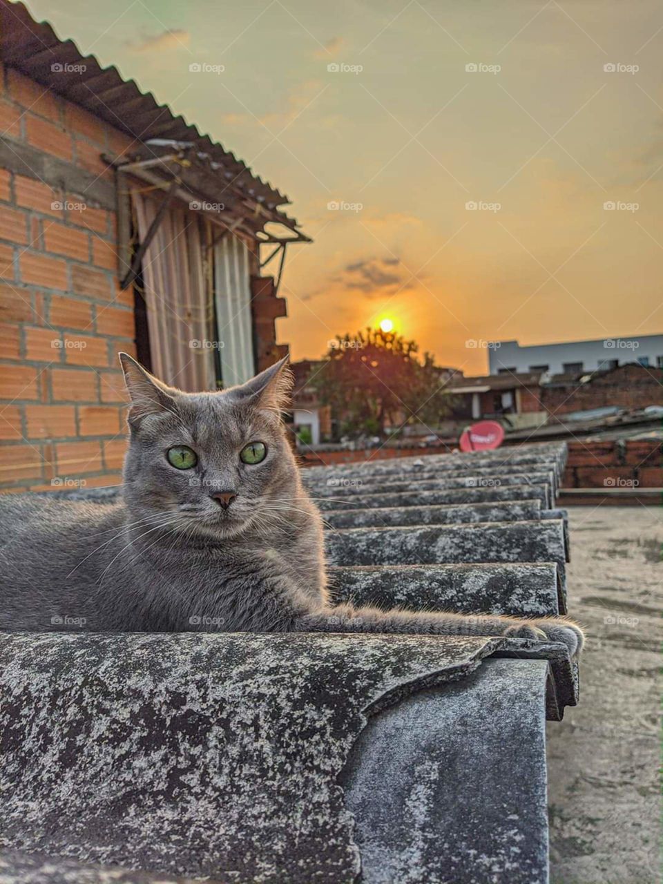 gato posando en el atardecer