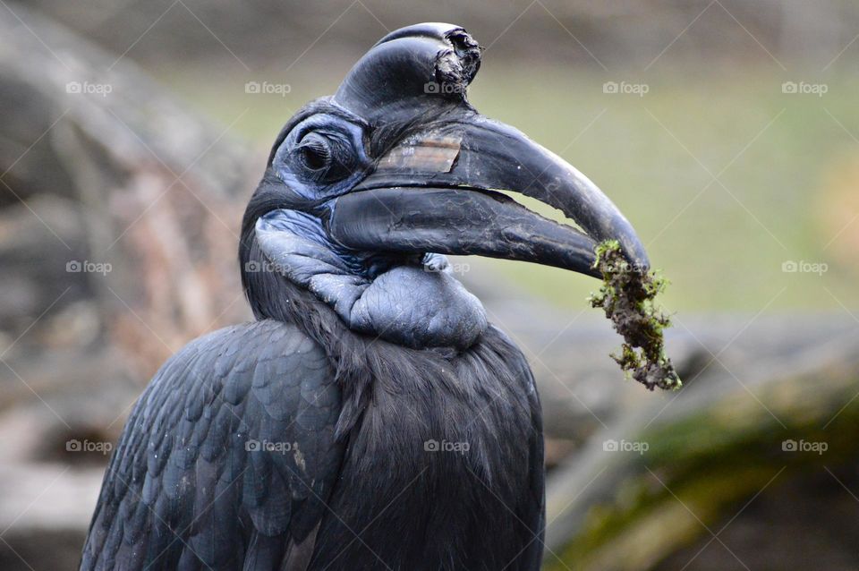 unidentified bird eating