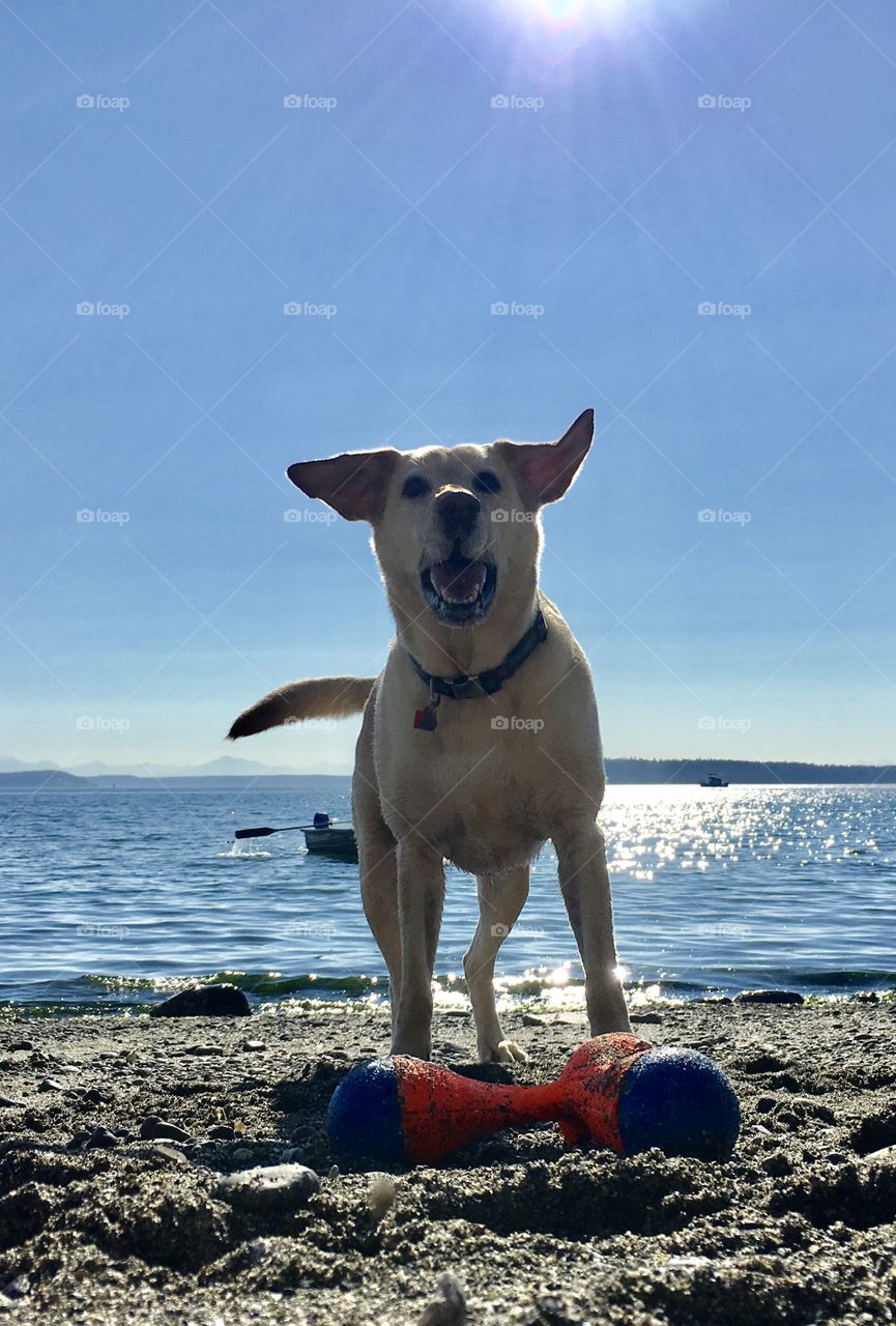 Crazy lab on beach 