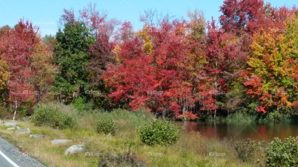 Nature, Fall, Tree, Leaf, Park