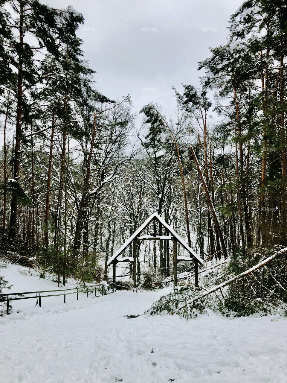 Forest after snowfall