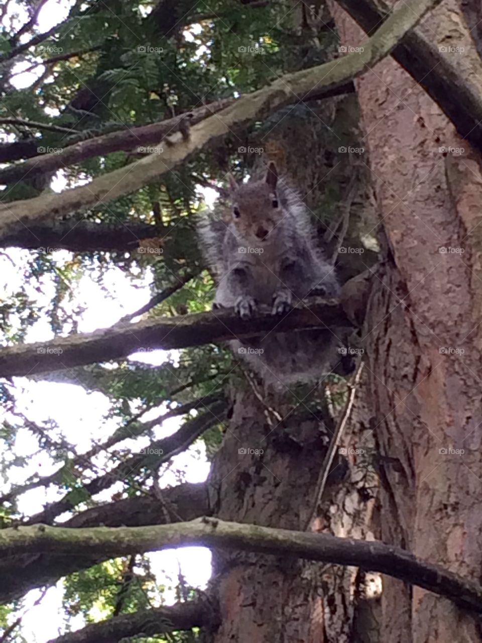 Hello. Squirrel looking at me in the park ...