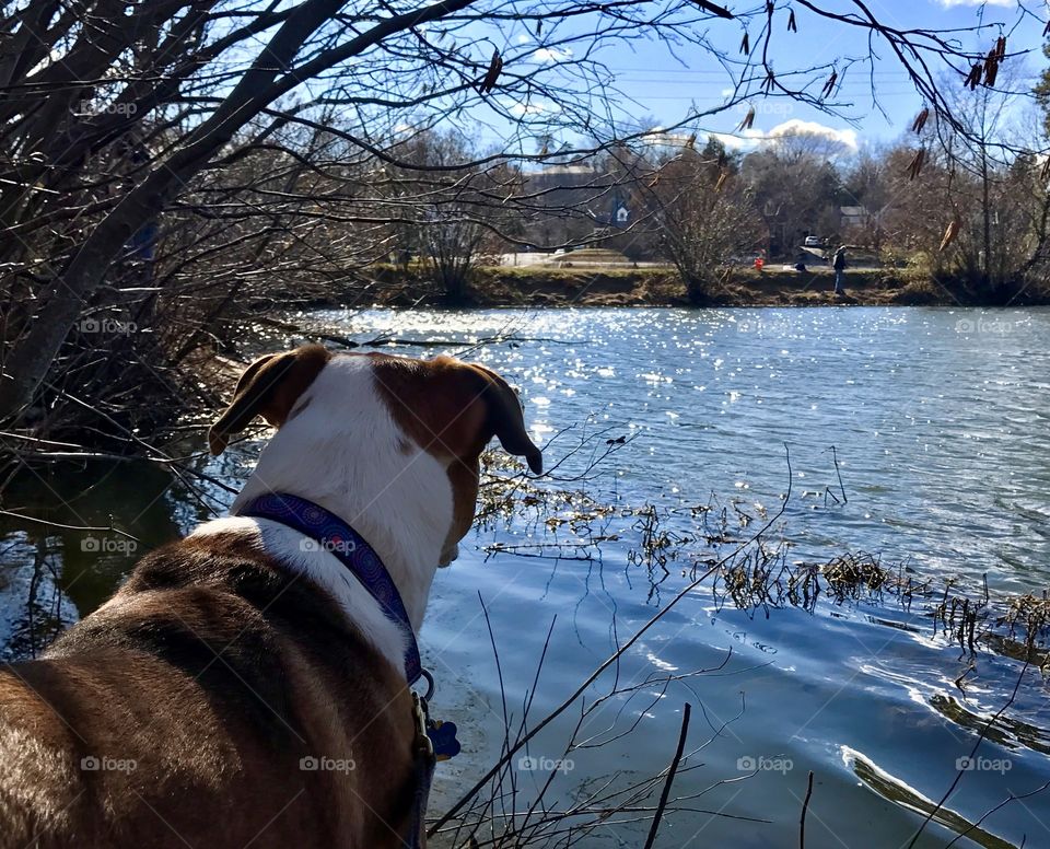 Tree, pet and pond