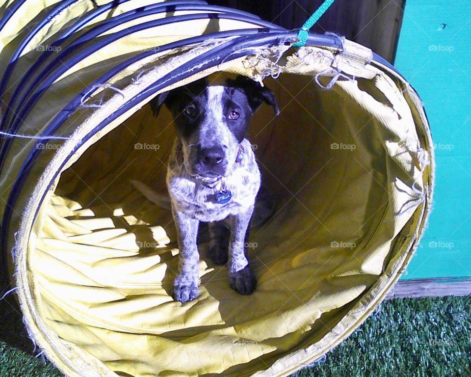 Puppy playing in a yellow tube
