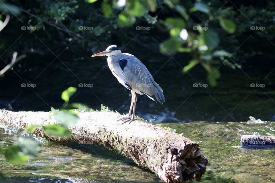 Gray heron